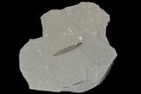 Pennsylvanian Fossil Lycopsid Bract (Pos/Neg) - Kentucky #176783-2